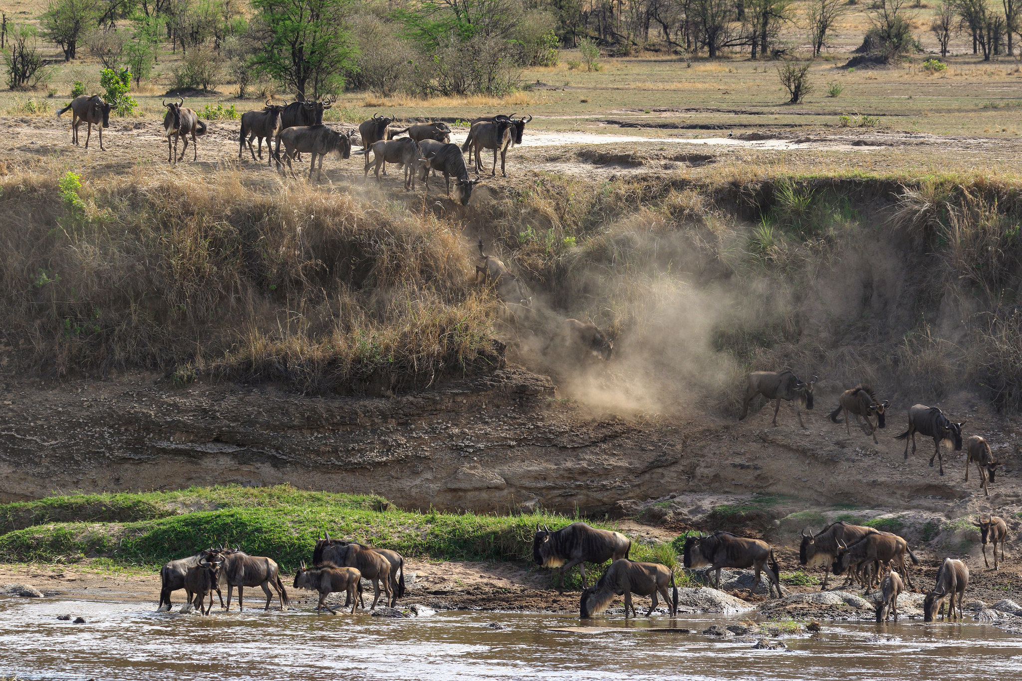 Great Migration Safari