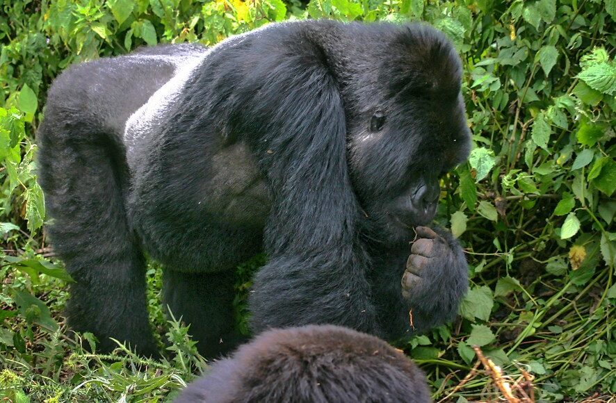 Uganda Gorilla Safari