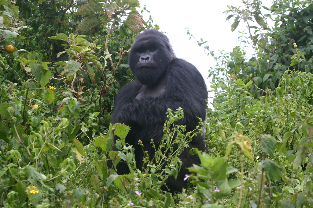 Uganda Safari