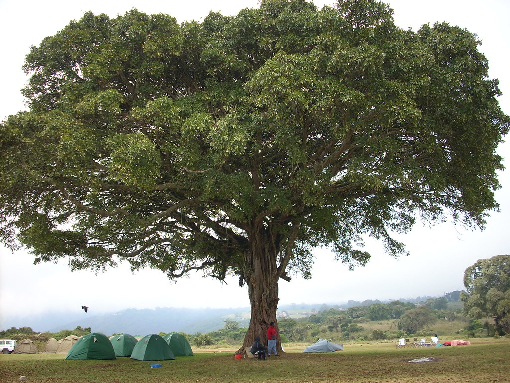 Budget Camping Safari