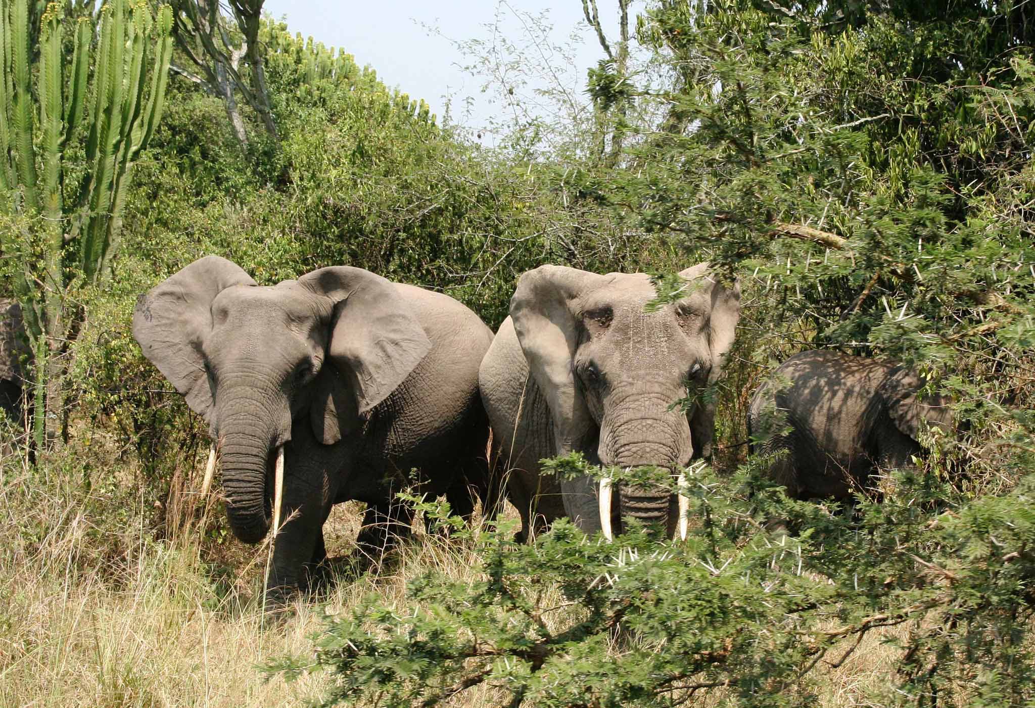 Elephants in Queen Elizabeth National Park