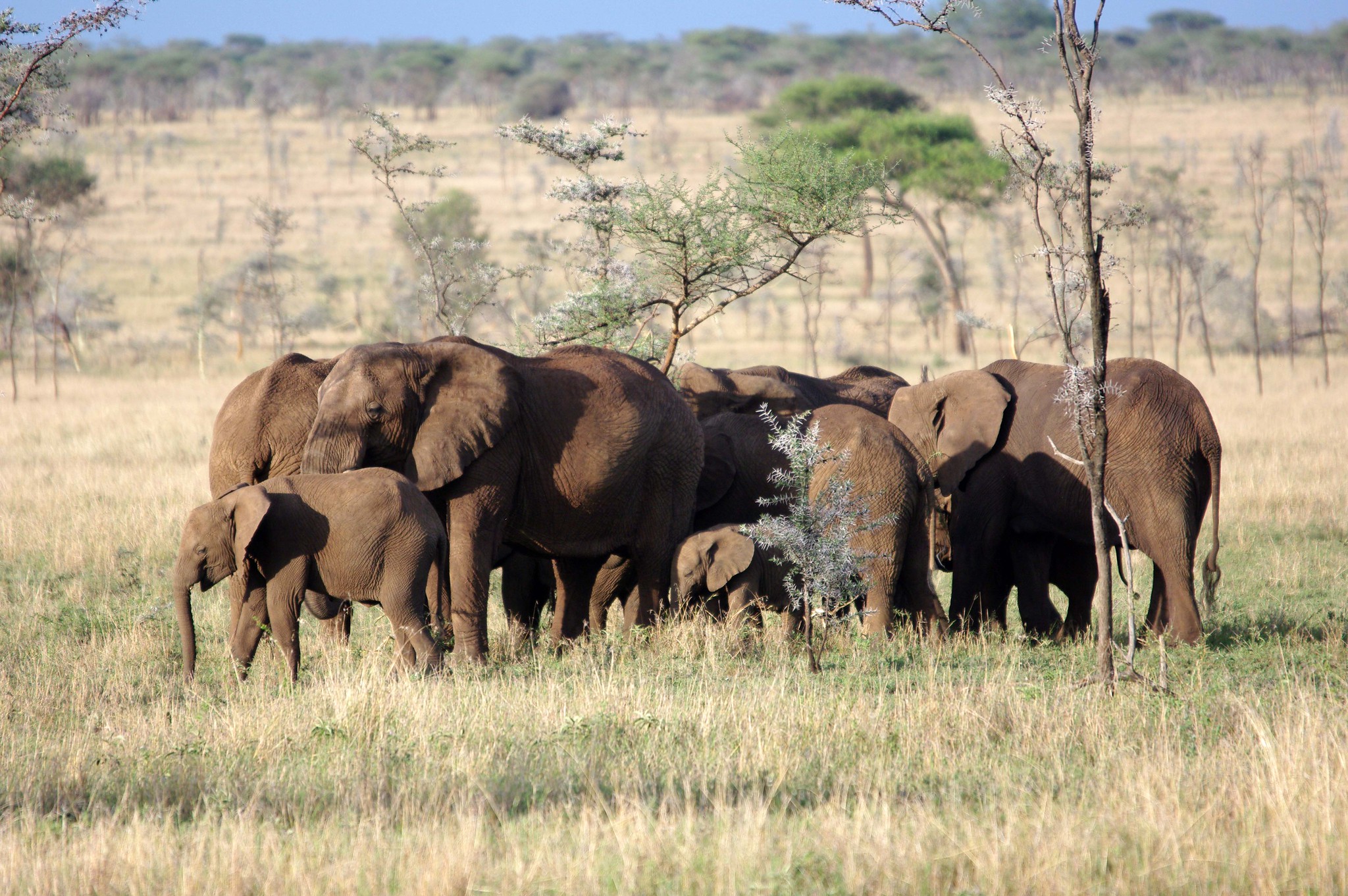 Elephants in East Africa