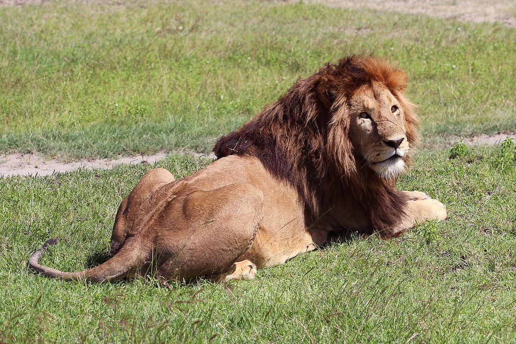 Serengeti & Ngorongoro