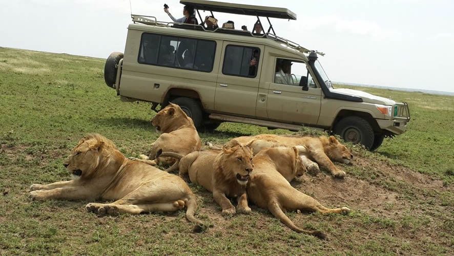 Types of Safaris