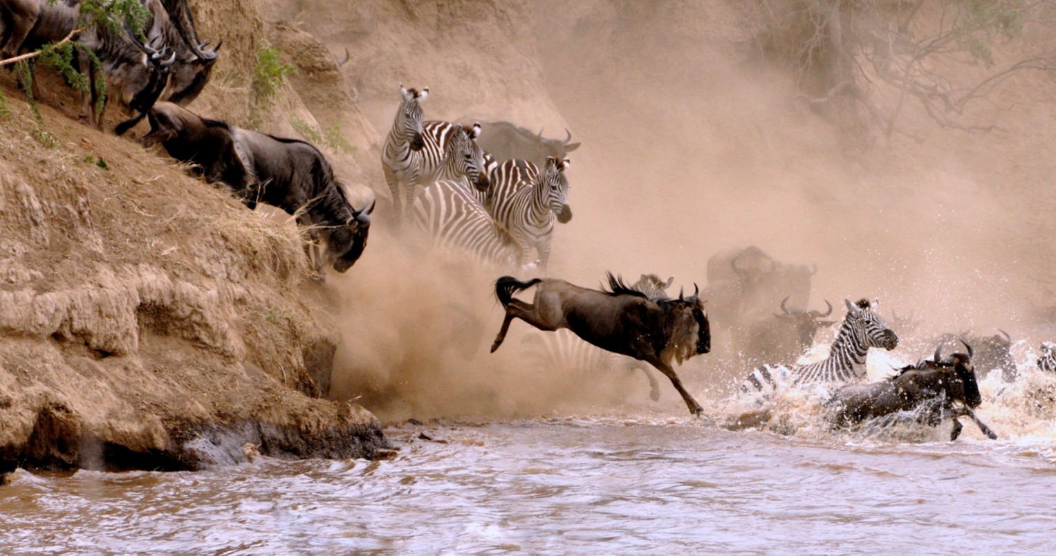 Best time for safari