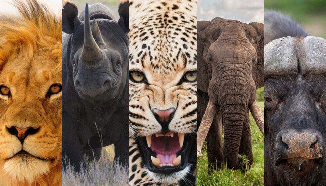 Big 5 of Africa