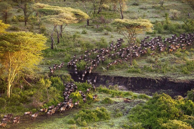 Die Große Tierwanderung