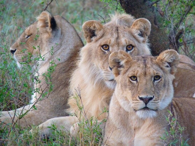 In Ostafrika gibt es reichlich Wildtiere