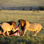 Löwen-Tracking-Safaris in Afrika