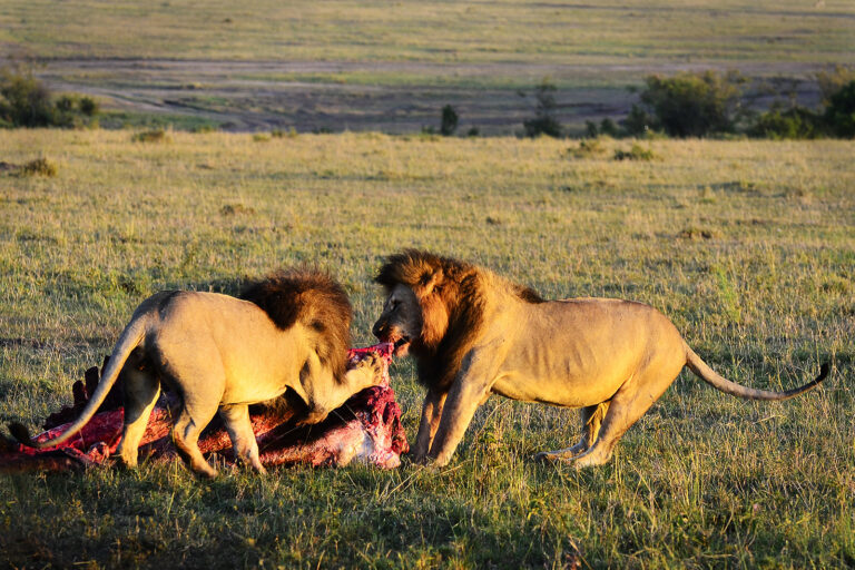 Löwen-Tracking-Safaris in Afrika