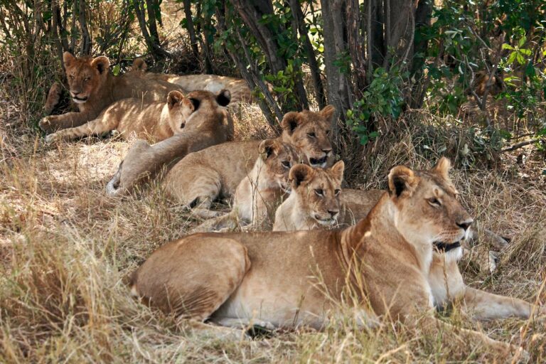 Löwen in der Masai Mara