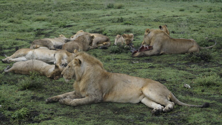 Löwen in der Serengeti (Tansania) (1)
