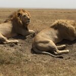Löwen in der Serengeti (Tansania)