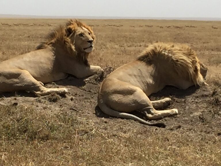 Löwen in der Serengeti (Tansania)