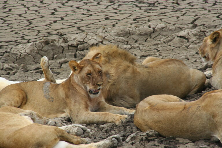 Löwen in der Serengeti (Tansania)