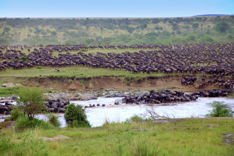 Masia Mara - Kenia