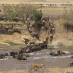 The great migration - Masai Mara