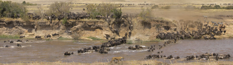 The great migration - Masai Mara
