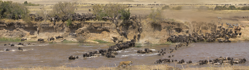 The great migration - Masai Mara