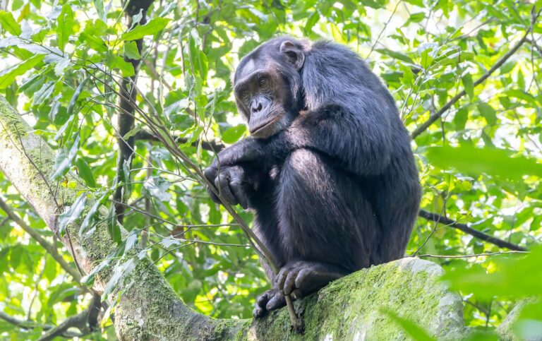 Chimpanzee - Kibale National Park, Uganda