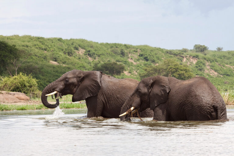 Elephants in Queen Elizabeth, Uganda