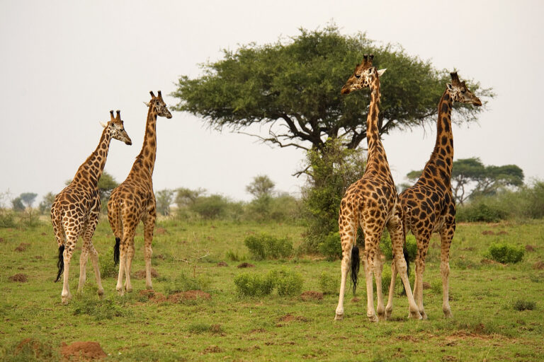 Giraffes in Murchison Falls National Park, Uganda