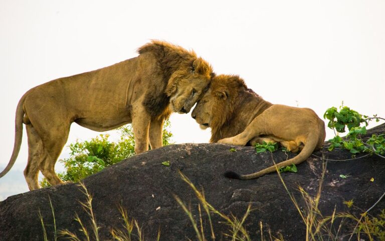 Lions in Kidepo Valley National Park