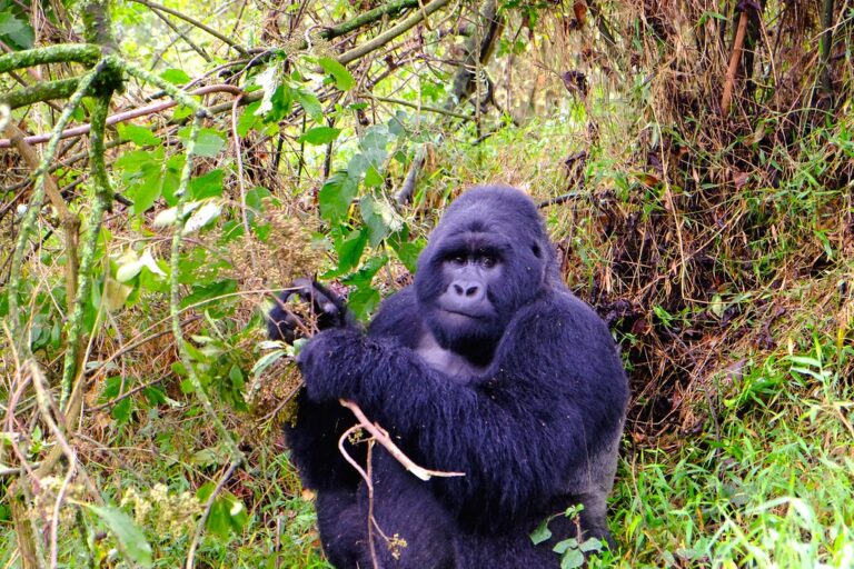 Mountain Gorilla in Bwindi